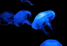 jellyfish 3888x2592 wallpaper Art HD Wallpaper